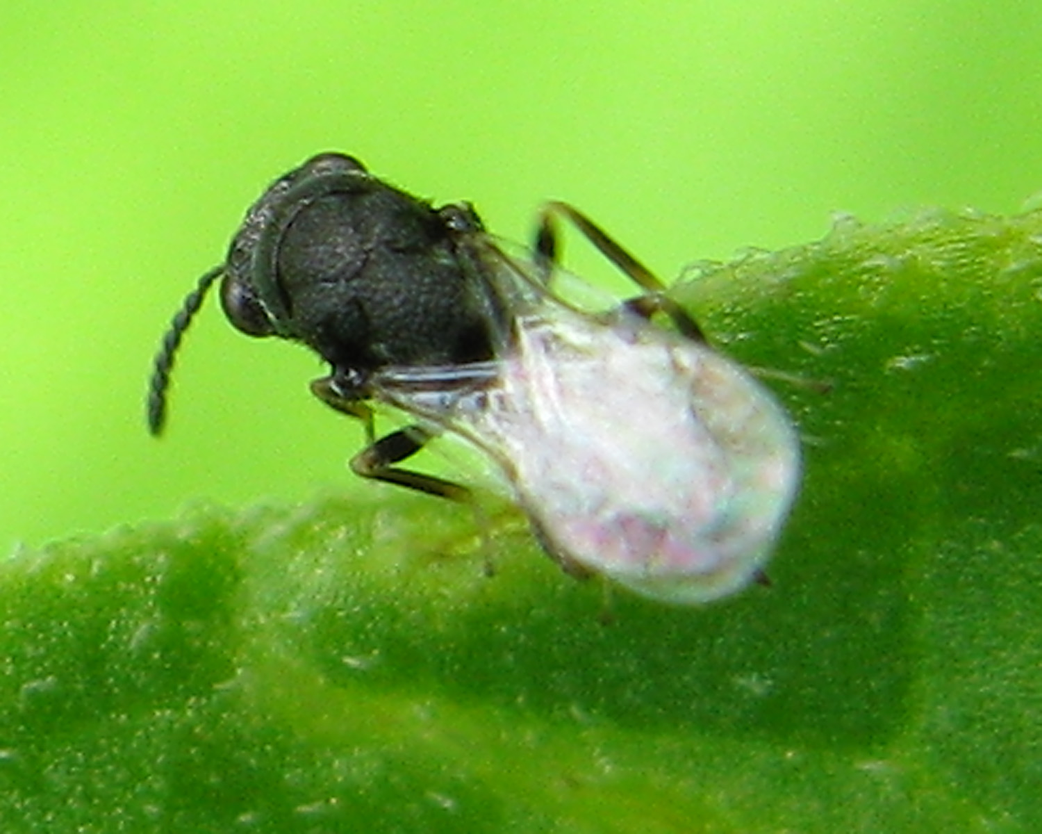 antenne piumose (piccolo Chalcidoideo)